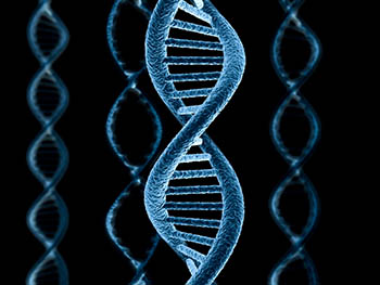 Прорыв в генетике: мыши с человеческими хромосомами, — Independent